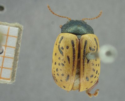BE-RBINS-ENT Calligrapha_337 Calligrapha philadelphica Dorsal.jpg BE-RBINS-ENT Calligrapha_337 Calligrapha philadelphica Dorsal.jpg