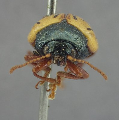BE-RBINS-ENT Calligrapha_337 Calligrapha philadelphica Frontal.jpg BE-RBINS-ENT Calligrapha_337 Calligrapha philadelphica Frontal.jpg