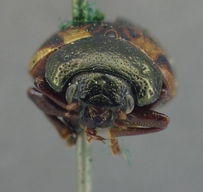 BE-RBINS-ENT Calligrapha_338 Calligrapha philadelphica Frontal.jpg BE-RBINS-ENT Calligrapha_338 Calligrapha philadelphica Frontal.jpg