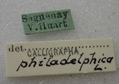BE-RBINS-ENT Calligrapha_338 Calligrapha philadelphica Label.jpg BE-RBINS-ENT Calligrapha_338 Calligrapha philadelphica Label.jpg