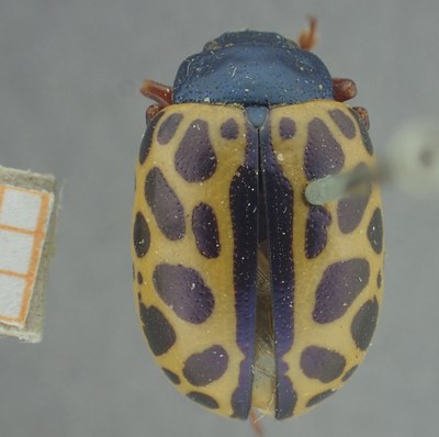 BE-RBINS-ENT Calligrapha_339 Calligrapha polyspila Dorsal.jpg BE-RBINS-ENT Calligrapha_339 Calligrapha polyspila Dorsal.jpg