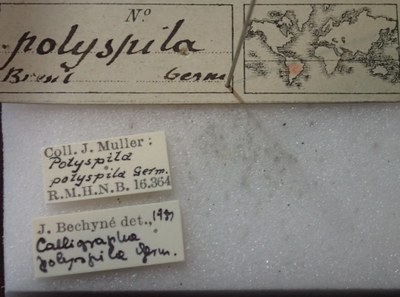BE-RBINS-ENT Calligrapha_339 Calligrapha polyspila Label.jpg BE-RBINS-ENT Calligrapha_339 Calligrapha polyspila Label.jpg