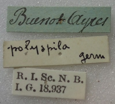 BE-RBINS-ENT Calligrapha_341 Calligrapha polyspila Label.jpg BE-RBINS-ENT Calligrapha_341 Calligrapha polyspila Label.jpg