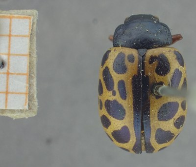 BE-RBINS-ENT Calligrapha_342 Calligrapha polyspila Dorsal.jpg BE-RBINS-ENT Calligrapha_342 Calligrapha polyspila Dorsal.jpg