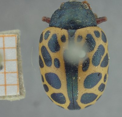 BE-RBINS-ENT Calligrapha_343 Calligrapha polyspila Dorsal.jpg BE-RBINS-ENT Calligrapha_343 Calligrapha polyspila Dorsal.jpg