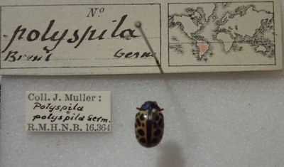 BE-RBINS-ENT Calligrapha_343 Calligrapha polyspila Label.jpg BE-RBINS-ENT Calligrapha_343 Calligrapha polyspila Label.jpg