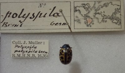 BE-RBINS-ENT Calligrapha_343 Calligrapha polyspila Label.jpg