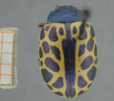 BE-RBINS-ENT Calligrapha_345 Calligrapha polyspila Dorsal.jpg BE-RBINS-ENT Calligrapha_345 Calligrapha polyspila Dorsal.jpg