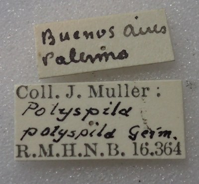 BE-RBINS-ENT Calligrapha_345 Calligrapha polyspila Label.jpg BE-RBINS-ENT Calligrapha_345 Calligrapha polyspila Label.jpg