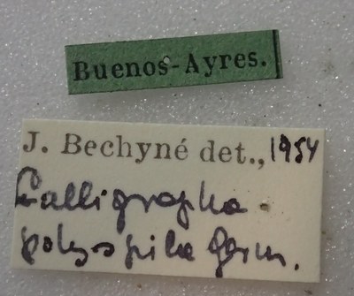 BE-RBINS-ENT Calligrapha_346 Calligrapha polyspila Label.jpg BE-RBINS-ENT Calligrapha_346 Calligrapha polyspila Label.jpg