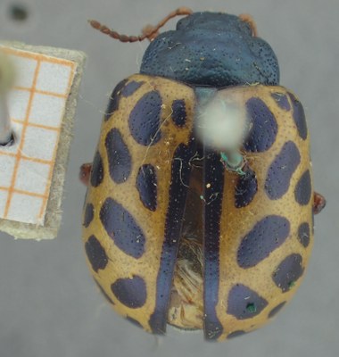 BE-RBINS-ENT Calligrapha_347 Calligrapha polyspila Dorsal.jpg BE-RBINS-ENT Calligrapha_347 Calligrapha polyspila Dorsal.jpg