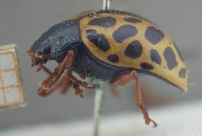 BE-RBINS-ENT Calligrapha_347 Calligrapha polyspila Lateral.jpg BE-RBINS-ENT Calligrapha_347 Calligrapha polyspila Lateral.jpg