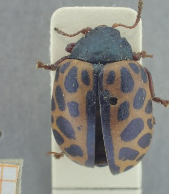 BE-RBINS-ENT Calligrapha_349 Calligrapha polyspila Dorsal.jpg BE-RBINS-ENT Calligrapha_349 Calligrapha polyspila Dorsal.jpg
