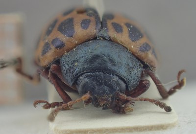BE-RBINS-ENT Calligrapha_349 Calligrapha polyspila Frontal.jpg BE-RBINS-ENT Calligrapha_349 Calligrapha polyspila Frontal.jpg