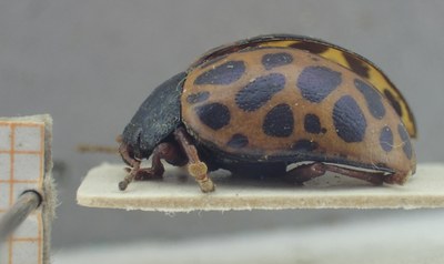 BE-RBINS-ENT Calligrapha_349 Calligrapha polyspila Lateral.jpg BE-RBINS-ENT Calligrapha_349 Calligrapha polyspila Lateral.jpg