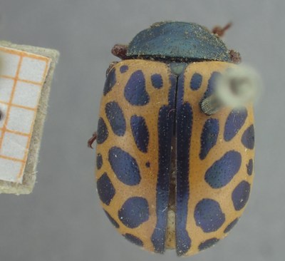 BE-RBINS-ENT Calligrapha_350 Calligrapha polyspila Dorsal.jpg BE-RBINS-ENT Calligrapha_350 Calligrapha polyspila Dorsal.jpg