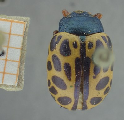 BE-RBINS-ENT Calligrapha_351 Calligrapha polyspila Dorsal.jpg BE-RBINS-ENT Calligrapha_351 Calligrapha polyspila Dorsal.jpg