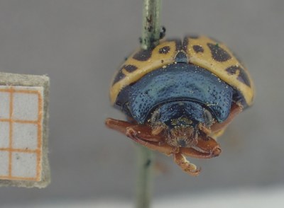 BE-RBINS-ENT Calligrapha_351 Calligrapha polyspila Frontal.jpg BE-RBINS-ENT Calligrapha_351 Calligrapha polyspila Frontal.jpg