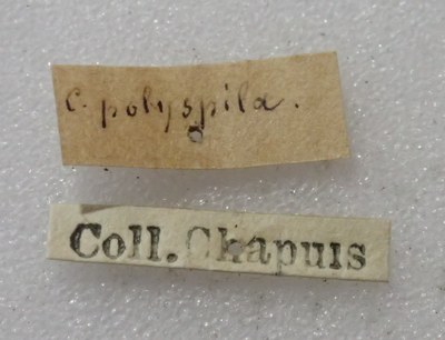 BE-RBINS-ENT Calligrapha_351 Calligrapha polyspila Label.jpg BE-RBINS-ENT Calligrapha_351 Calligrapha polyspila Label.jpg