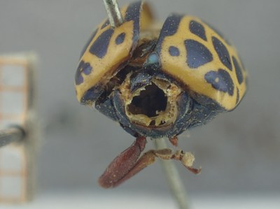 BE-RBINS-ENT Calligrapha_352 Calligrapha polyspila Frontal.jpg