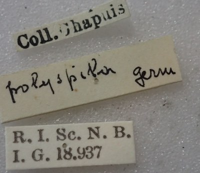 BE-RBINS-ENT Calligrapha_352 Calligrapha polyspila Label.jpg BE-RBINS-ENT Calligrapha_352 Calligrapha polyspila Label.jpg