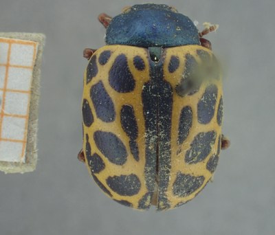 BE-RBINS-ENT Calligrapha_354 Calligrapha polyspila Dorsal.jpg BE-RBINS-ENT Calligrapha_354 Calligrapha polyspila Dorsal.jpg