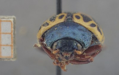 BE-RBINS-ENT Calligrapha_354 Calligrapha polyspila Frontal.jpg