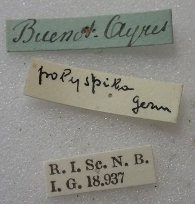 BE-RBINS-ENT Calligrapha_354 Calligrapha polyspila Label.jpg BE-RBINS-ENT Calligrapha_354 Calligrapha polyspila Label.jpg