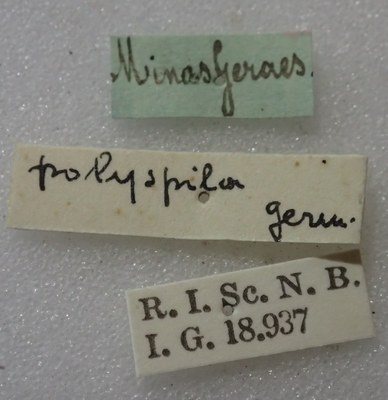 BE-RBINS-ENT Calligrapha_355 Calligrapha polyspila Label.jpg BE-RBINS-ENT Calligrapha_355 Calligrapha polyspila Label.jpg