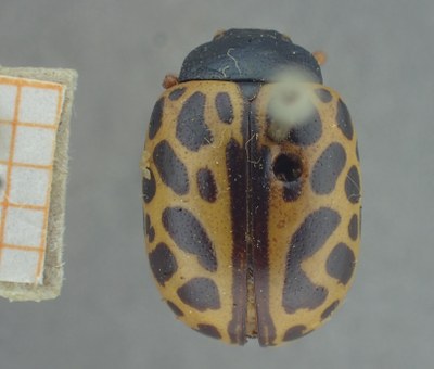 BE-RBINS-ENT Calligrapha_356 Calligrapha polyspila Dorsal.jpg BE-RBINS-ENT Calligrapha_356 Calligrapha polyspila Dorsal.jpg