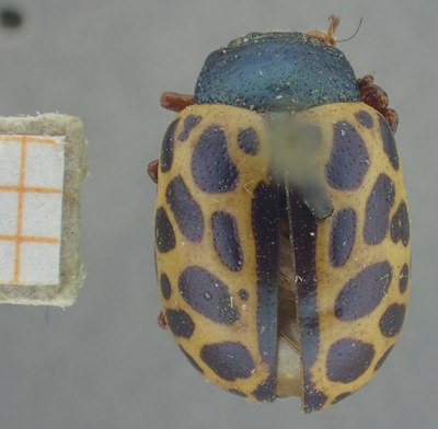 BE-RBINS-ENT Calligrapha_357 Calligrapha polyspila Dorsal.jpg BE-RBINS-ENT Calligrapha_357 Calligrapha polyspila Dorsal.jpg