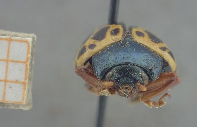 BE-RBINS-ENT Calligrapha_357 Calligrapha polyspila Frontal.jpg