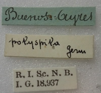 BE-RBINS-ENT Calligrapha_357 Calligrapha polyspila Label.jpg BE-RBINS-ENT Calligrapha_357 Calligrapha polyspila Label.jpg
