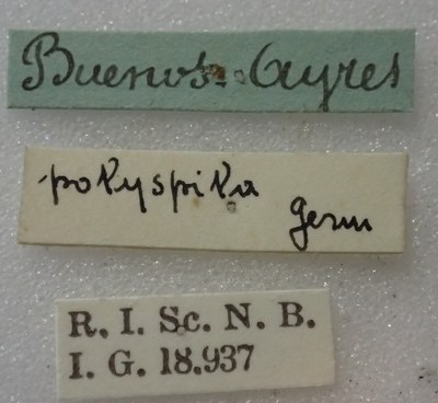 BE-RBINS-ENT Calligrapha_357 Calligrapha polyspila Label.jpg