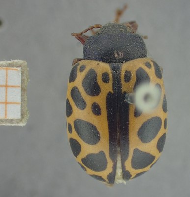 BE-RBINS-ENT Calligrapha_358 Calligrapha polyspila Dorsal.jpg BE-RBINS-ENT Calligrapha_358 Calligrapha polyspila Dorsal.jpg