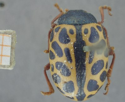 BE-RBINS-ENT Calligrapha_359 Calligrapha polyspila Dorsal.jpg BE-RBINS-ENT Calligrapha_359 Calligrapha polyspila Dorsal.jpg
