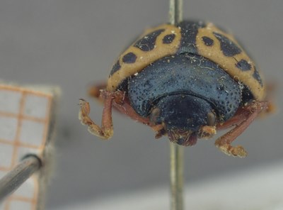 BE-RBINS-ENT Calligrapha_359 Calligrapha polyspila Frontal.jpg BE-RBINS-ENT Calligrapha_359 Calligrapha polyspila Frontal.jpg