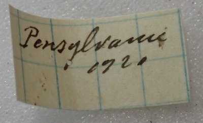 BE-RBINS-ENT Calligrapha_359 Calligrapha polyspila Label.jpg