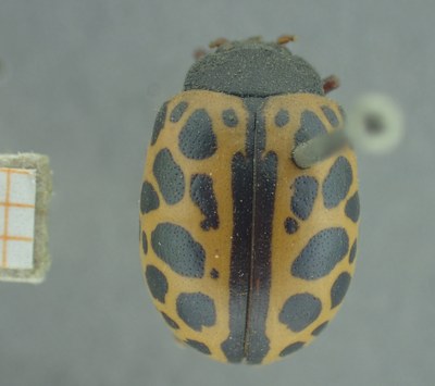 BE-RBINS-ENT Calligrapha_360 Calligrapha polyspila Dorsal.jpg BE-RBINS-ENT Calligrapha_360 Calligrapha polyspila Dorsal.jpg