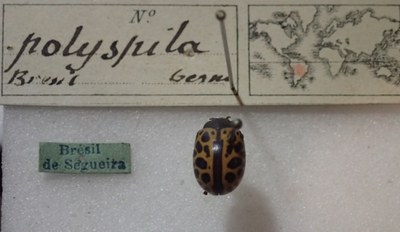BE-RBINS-ENT Calligrapha_360 Calligrapha polyspila Label.jpg BE-RBINS-ENT Calligrapha_360 Calligrapha polyspila Label.jpg