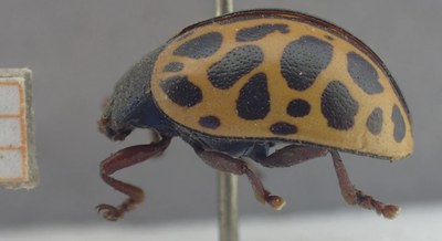 BE-RBINS-ENT Calligrapha_360 Calligrapha polyspila Lateral.jpg BE-RBINS-ENT Calligrapha_360 Calligrapha polyspila Lateral.jpg