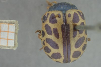 BE-RBINS-ENT Calligrapha_361 Calligrapha polyspila Dorsal.jpg BE-RBINS-ENT Calligrapha_361 Calligrapha polyspila Dorsal.jpg