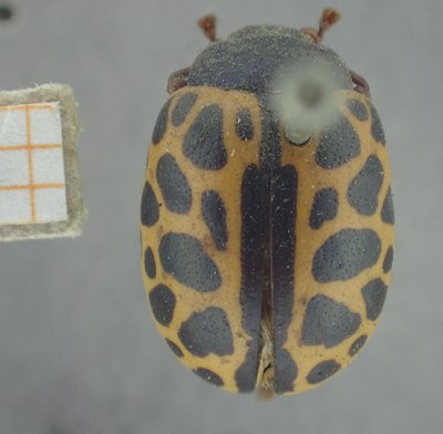 BE-RBINS-ENT Calligrapha_362 Calligrapha polyspila Dorsal.jpg BE-RBINS-ENT Calligrapha_362 Calligrapha polyspila Dorsal.jpg