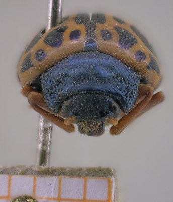 BE-RBINS-ENT Calligrapha_363 Calligrapha polyspila Frontal.jpg BE-RBINS-ENT Calligrapha_363 Calligrapha polyspila Frontal.jpg