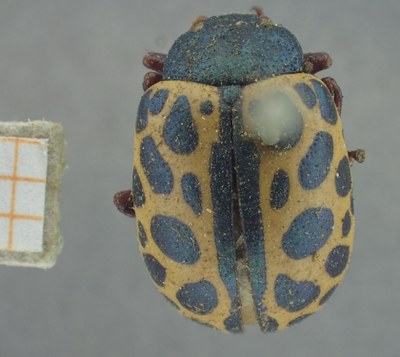 BE-RBINS-ENT Calligrapha_364 Calligrapha polyspila Dorsal.jpg BE-RBINS-ENT Calligrapha_364 Calligrapha polyspila Dorsal.jpg