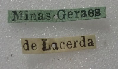 BE-RBINS-ENT Calligrapha_365 Calligrapha polyspila Label.jpg BE-RBINS-ENT Calligrapha_365 Calligrapha polyspila Label.jpg