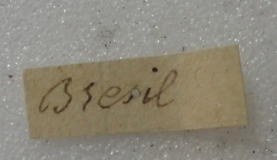 BE-RBINS-ENT Calligrapha_366 Calligrapha polyspila Label.jpg BE-RBINS-ENT Calligrapha_366 Calligrapha polyspila Label.jpg