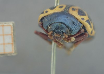 BE-RBINS-ENT Calligrapha_367 Calligrapha polyspila Frontal.jpg BE-RBINS-ENT Calligrapha_367 Calligrapha polyspila Frontal.jpg