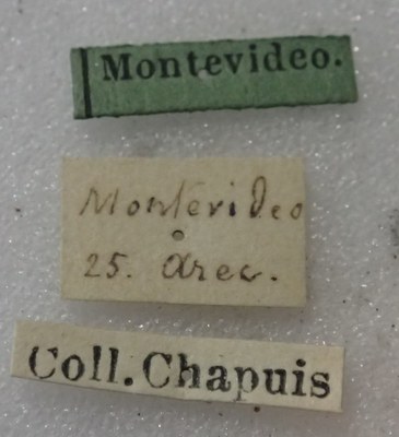 BE-RBINS-ENT Calligrapha_367 Calligrapha polyspila Label.jpg BE-RBINS-ENT Calligrapha_367 Calligrapha polyspila Label.jpg