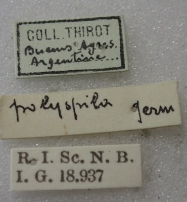 BE-RBINS-ENT Calligrapha_369 Calligrapha polyspila Label.jpg BE-RBINS-ENT Calligrapha_369 Calligrapha polyspila Label.jpg